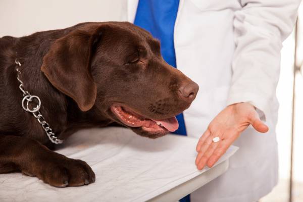 Why Should You Worm Your Pets?