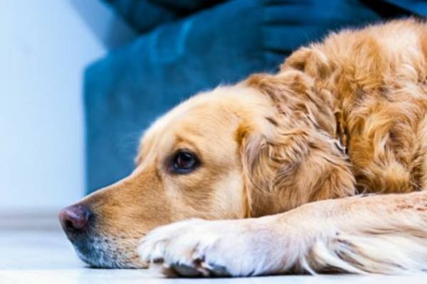 3 Common Health Conditions Inherited by Dogs