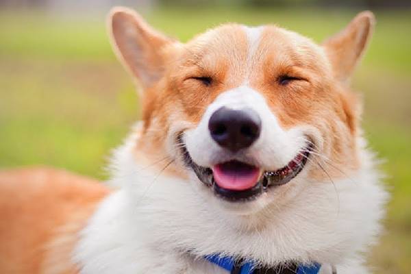 Happy Teeth, Happy Smile, Healthy Pets!