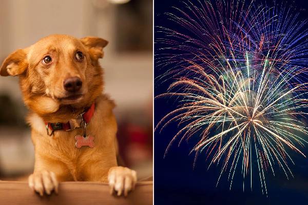 Are you & your dog prepared for fireworks?
