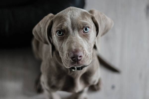 Direct 4 Pet Advice on how to house train your new puppy!