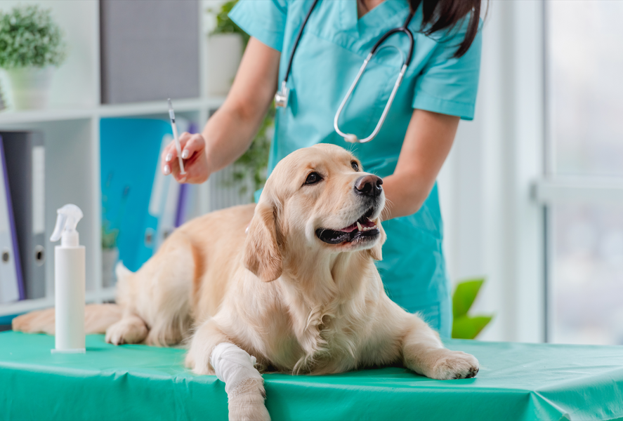 Direct4Pet’s Guide to Pet Insurance for Dogs