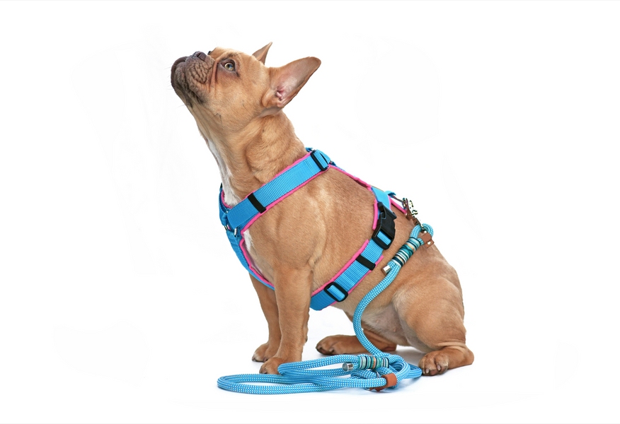 Dog Harness Vs. Collar: What’s The Difference