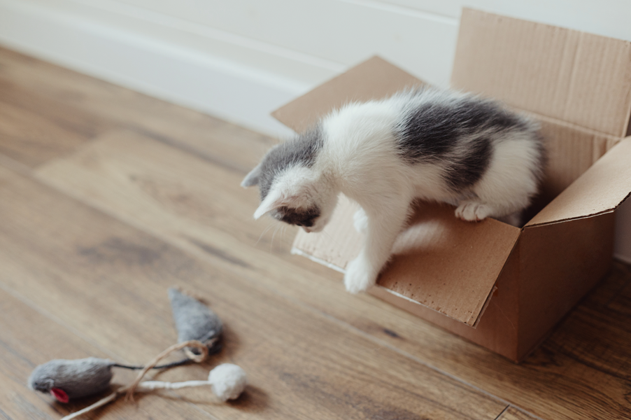 Tips for Bringing a New Cat Home