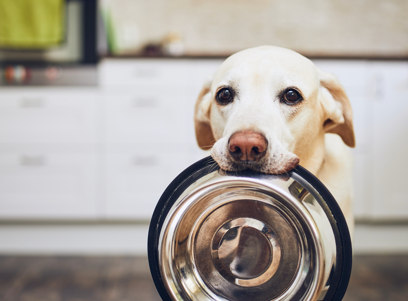 Benefits of a Pet Food Subscription