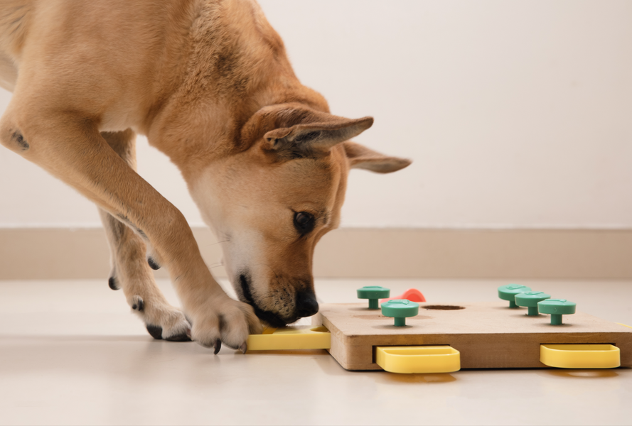 Dog Enrichment: What Does It Mean?