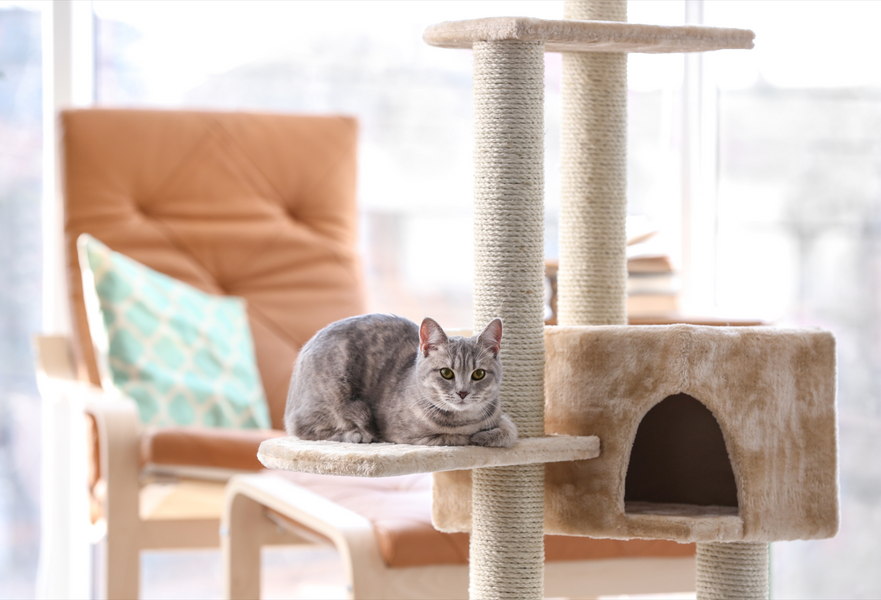 How long can you leave a cat alone?
