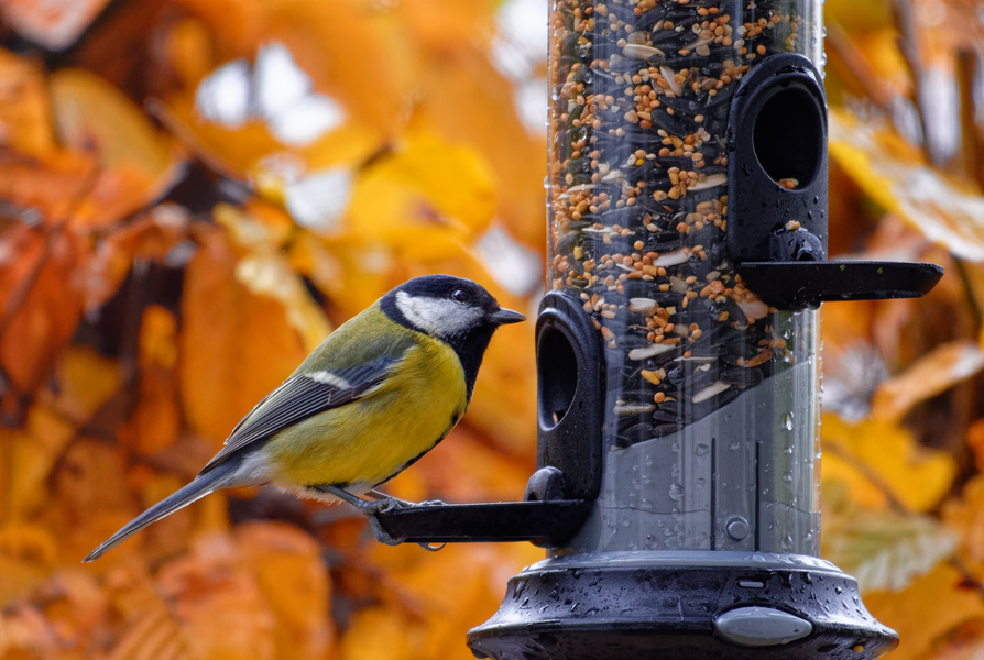 Direct4Pet's Guide to Keeping Birds in Your Garden