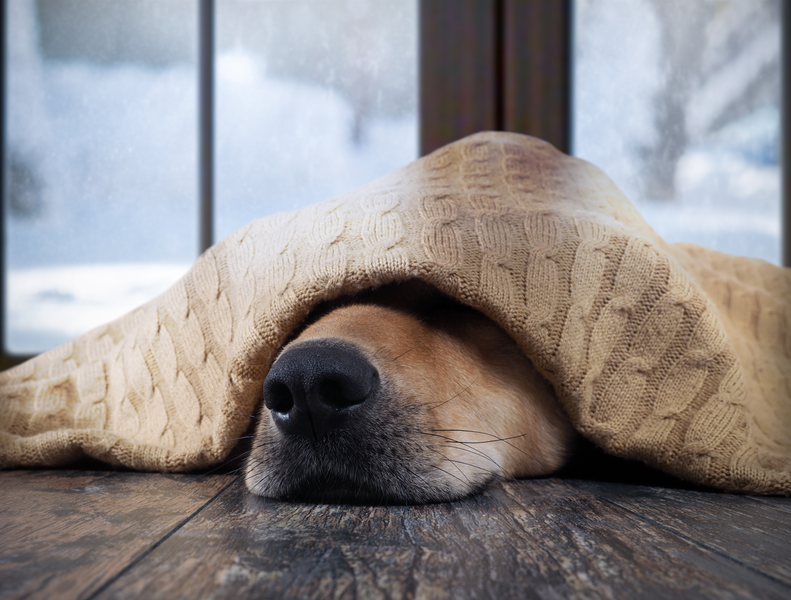 How to Care for Your Dog in Winter