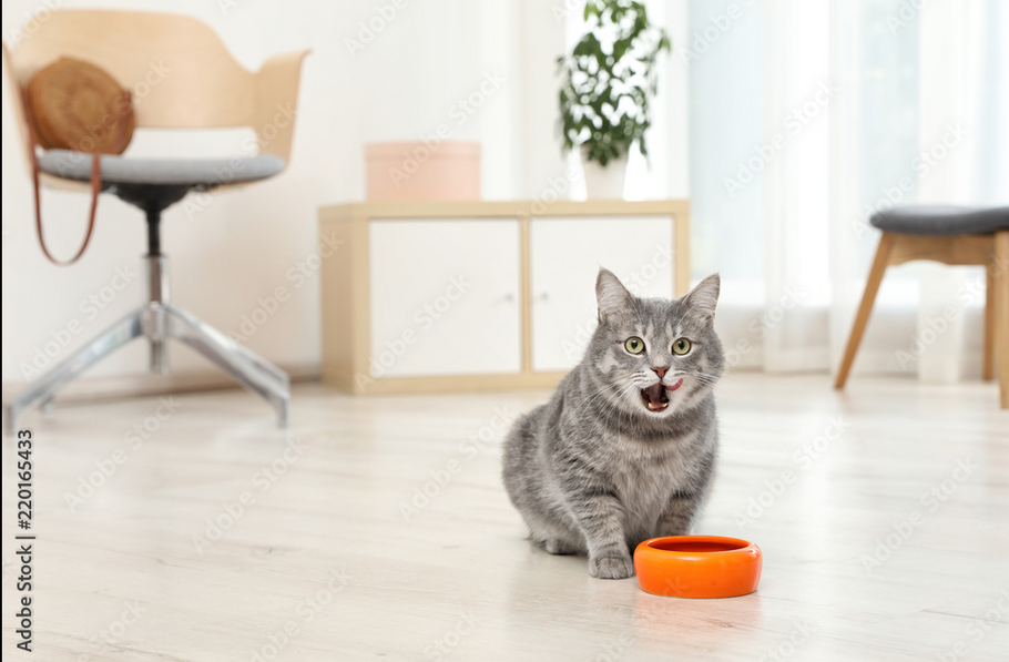 The ultimate guide to feeding your cat