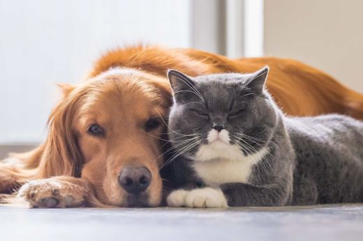 Senior Pet Care: Ensuring Comfort and Health in Their Golden Years
