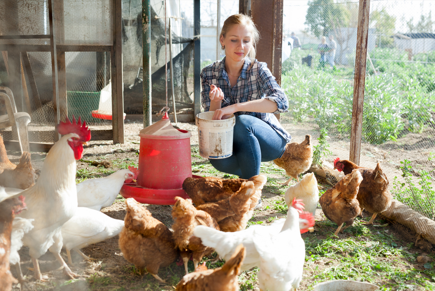 Beginners Guide to Keeping Hens