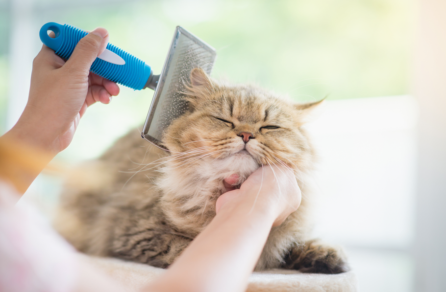 The best grooming brushes for your cat