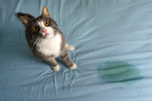 Best Cleaning Supplies for Pet Owners in 2023