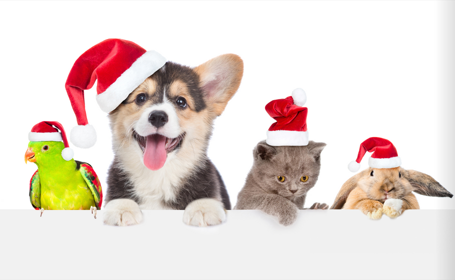Christmas Gift Guide For Your Pets 2024