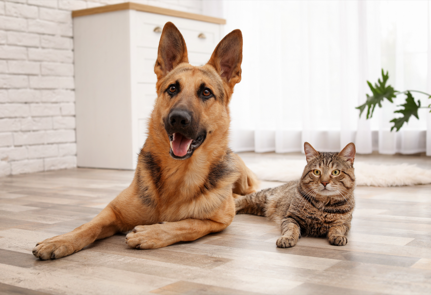 How to introduce a new cat to your dog