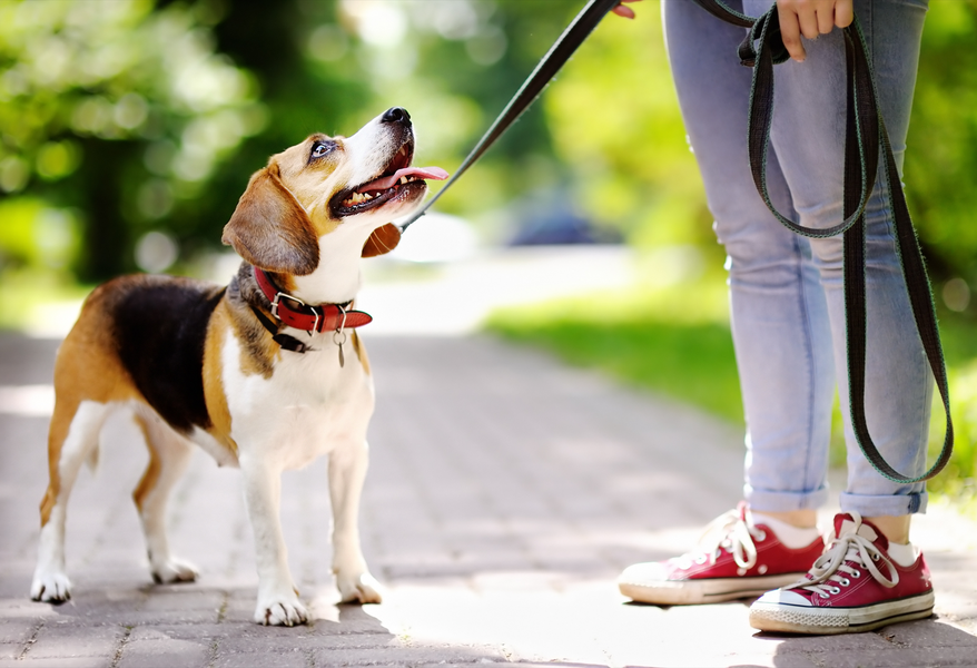 A Guide to buying dog collars & leashes