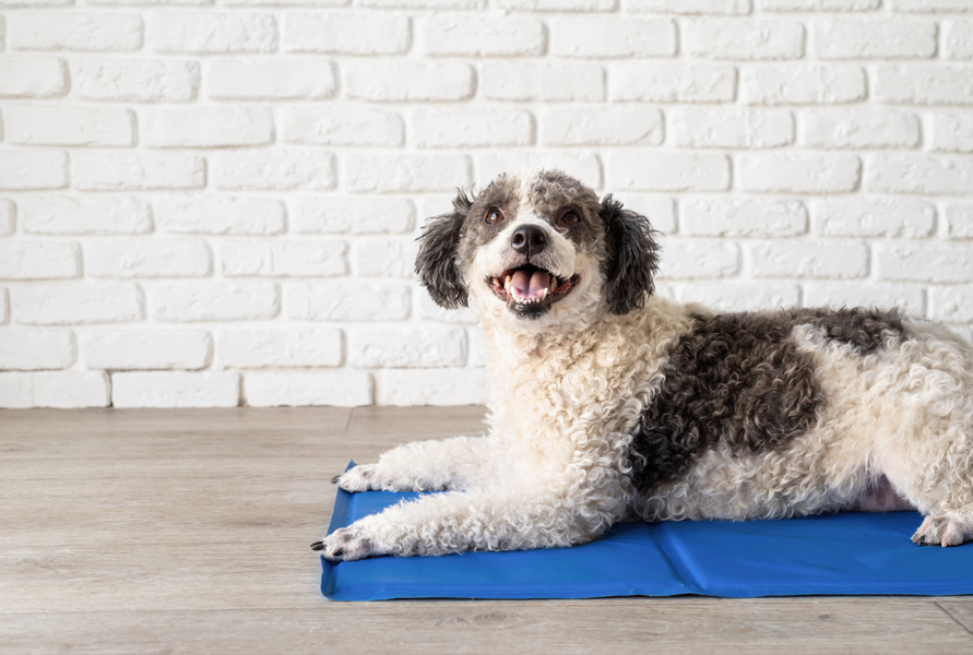 How to keep your pets cool in Summer