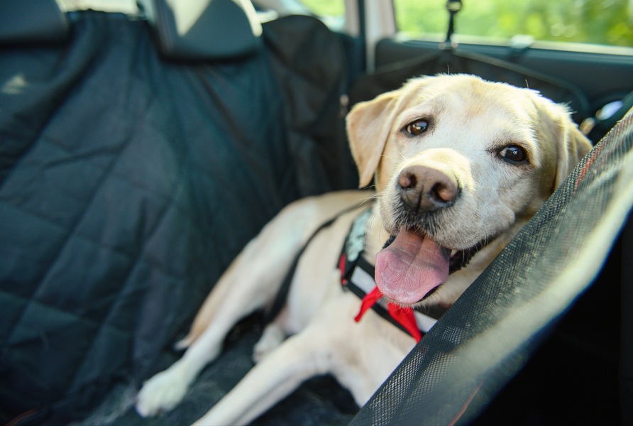 Best Dog Travel Accessories of 2022