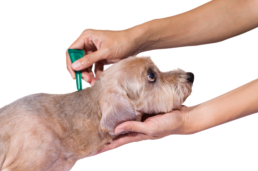 Persistent Pests: Removing ticks from Dogs