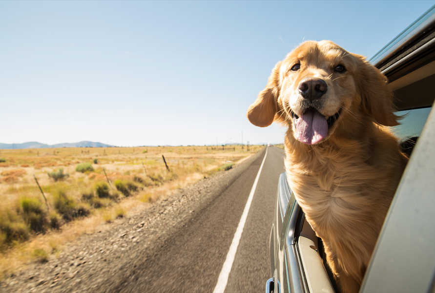 Direct4Pet's Top Tips for travelling with a dog