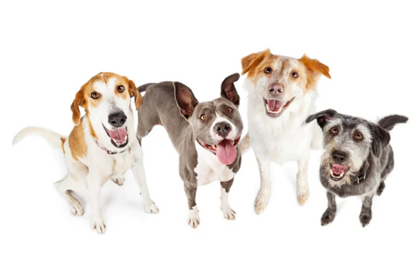 LickiMats: Lickimat Ideas, Benefits & More