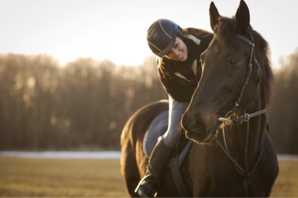 Direct4Pet: Essential Horse Health Products