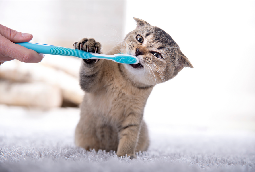 Cat Dental Care: The Best Cat Dental Products