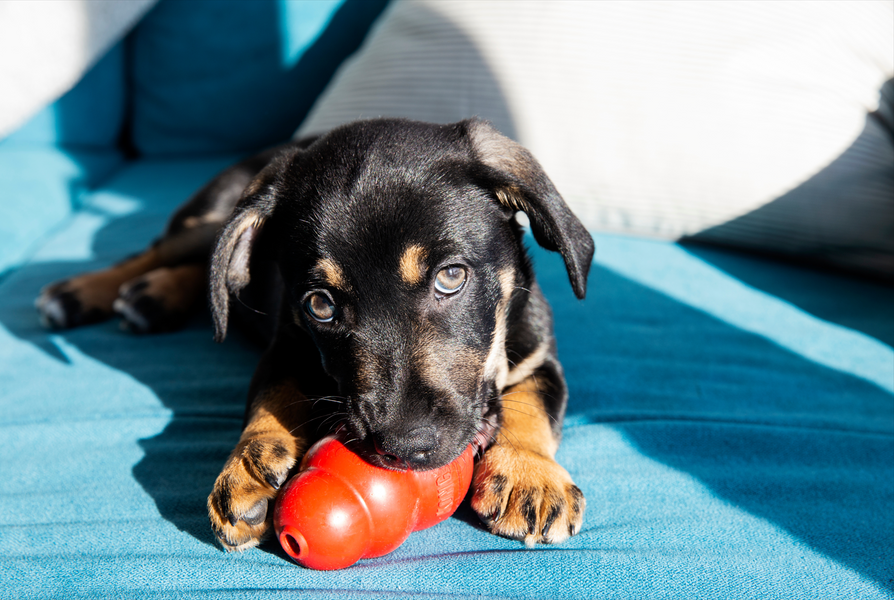 Direct4Pet: Kong Toys Guide