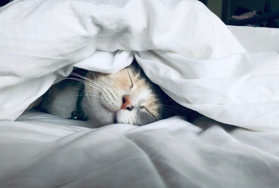The Direct 4 Pet Guide on how best to use our flea sprays