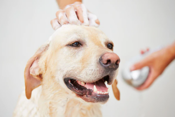 Pet Head Natural Grooming Products
