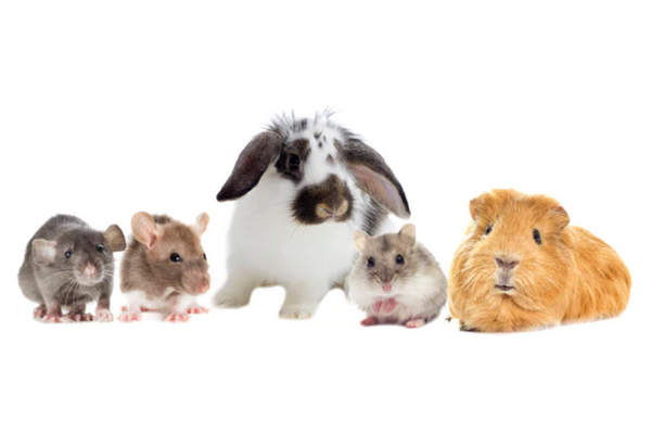 Direct4Pet Guide: Caring for your small animal
