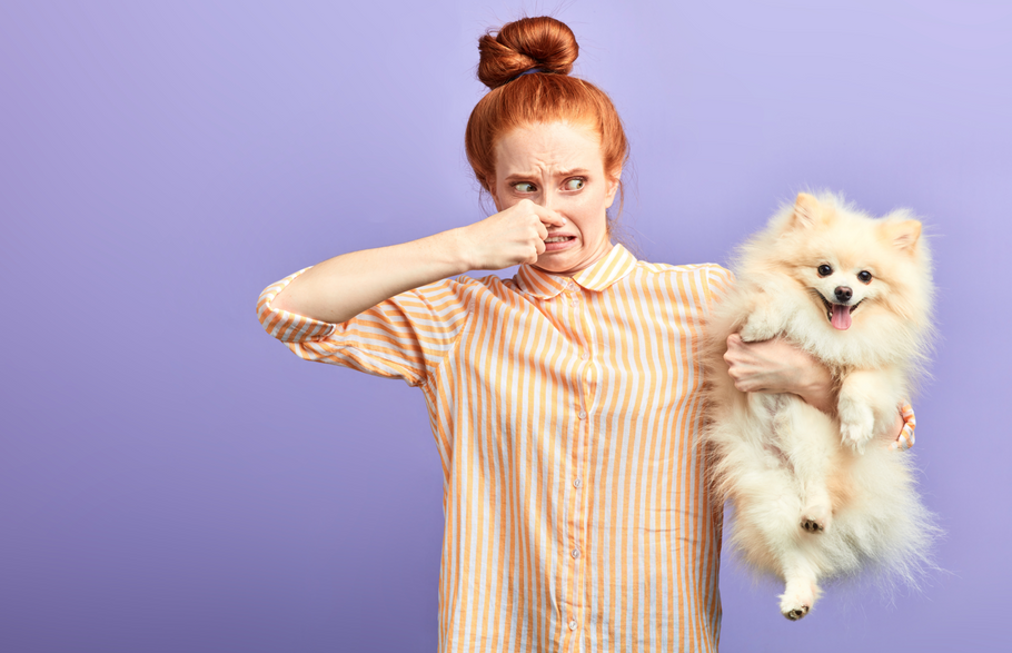 How to Get Rid of Dog Smell in Your House