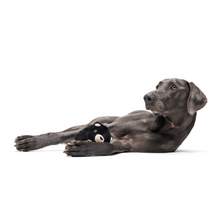 Load image into Gallery viewer, Bark Black Bear Bones Dog Toy
