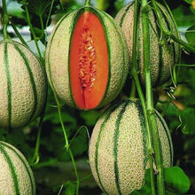 Load image into Gallery viewer, Unwins Sweet Summer Fruit Seed Bundle
