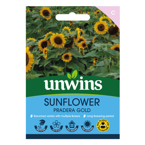 Sunflower Pradera Gold