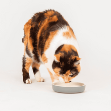 Load image into Gallery viewer, Scruffs Drinking and Food Bowls 
