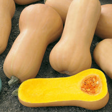 Load image into Gallery viewer, Squash (Butternut) Hunter F1
