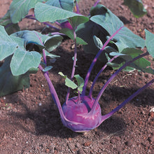 Load image into Gallery viewer, Kohl Rabi Azure Star
