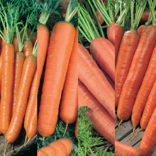 Load image into Gallery viewer, Carrot All Season Collection Pack
