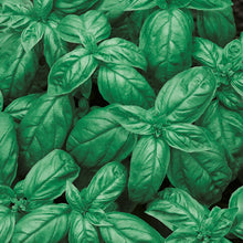 Load image into Gallery viewer, Little Growers Basil Sweet
