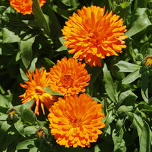 Load image into Gallery viewer, Calendula Candyman Orange
