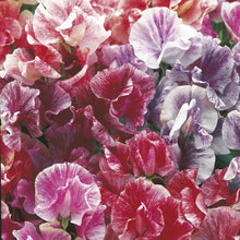 Load image into Gallery viewer, Sweet Pea Unwins Ripple Mix
