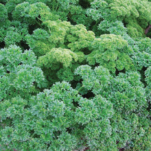 Load image into Gallery viewer, Herb Parsley Champion Moss Curled
