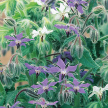 Load image into Gallery viewer, Borage Summer Skies
