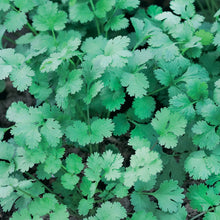 Load image into Gallery viewer, Herb Coriander Fine Leaved
