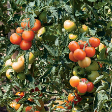 Load image into Gallery viewer, Tomato (Salad) Pannovy F1
