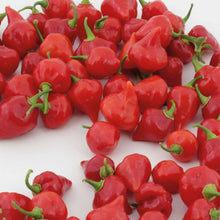 Load image into Gallery viewer, Pepper (Chilli) Raging Bull
