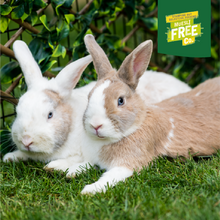 Load image into Gallery viewer, Burgess Excel Adult Rabbit Nuggets with Mint
