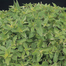 Load image into Gallery viewer, Herb Marjoram Sweet
